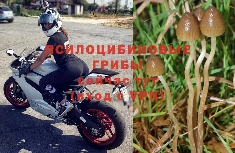 Псилоцибиновые грибы Psilocybe  Котельнич 